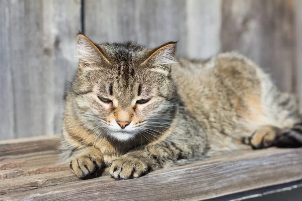 春の日差しを浴びて 古いボードに座っている美しい灰色の猫 — ストック写真