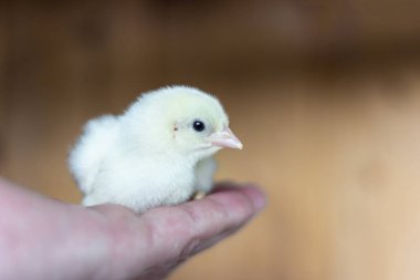 El küçük tavuk Broiler