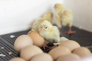  Küvatör içinde civciv, yeni yumurtadan Chicks, seçici odak