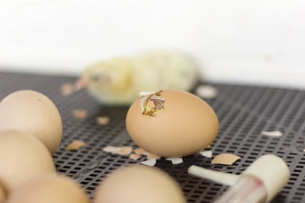 화창한 날에는 부츠에 아이가 거리를 — 스톡 사진