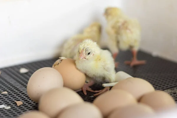 Pollitos Incubadora Pollitos Recién Nacidos Enfoque Selectivo —  Fotos de Stock