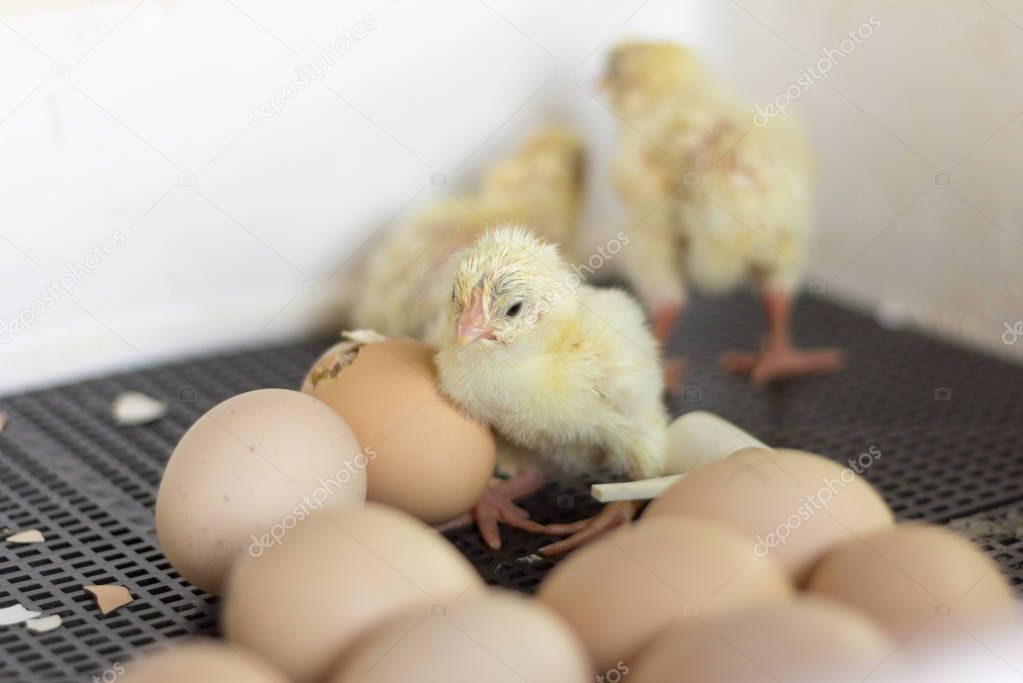  Chicks in the incubator,newly hatched Chicks,selective focus