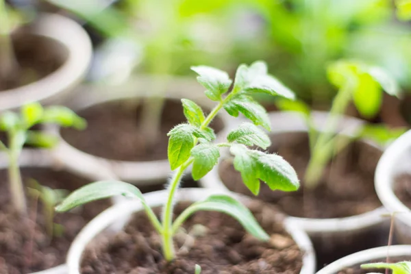 Plántulas Brotes Jóvenes Tomates Que Crecen Copas — Foto de Stock