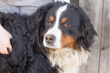 güzel ciddi Bernese dağ köpeği