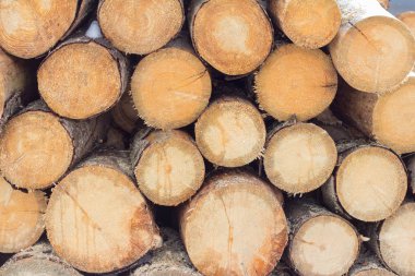 odun hazırlanması için, yığınlar halinde yığılmış günlükleri