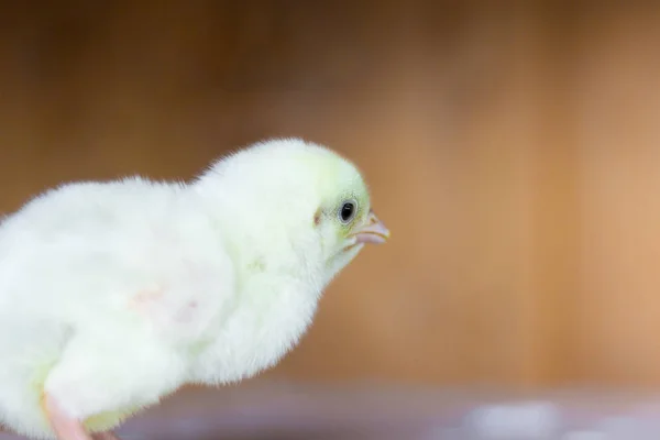 Pollito Recién Nacido Huevo — Foto de Stock