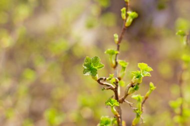 genç çiçek yaprakları ile siyah frenk üzümü dalı