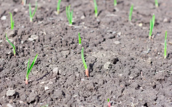 Brotes Jóvenes Cebollas Verdes Crecen Jardín Primavera —  Fotos de Stock