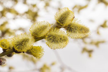 çiçek tomurcukları, baharda parlak kabarık söğüt çiçeği