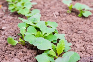 yeşil turp, genç turp bahçede büyüyen