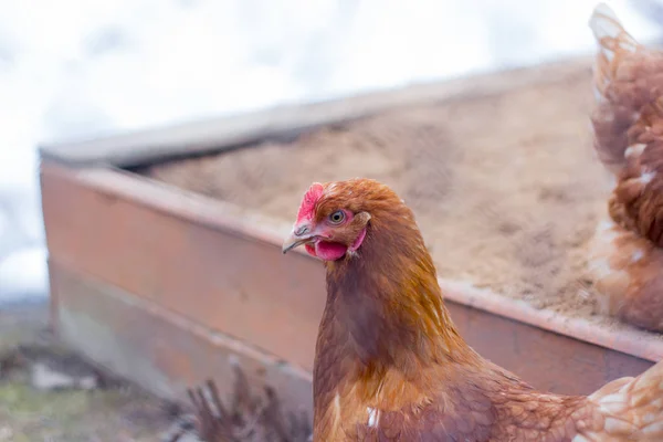 Περίπατο Κοτόπουλο Στην Αυλή Κόκκινο Κοτόπουλο Κοντινό — Φωτογραφία Αρχείου
