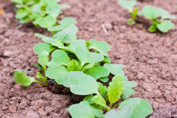 yeşil turp, genç turp bahçede büyüyen