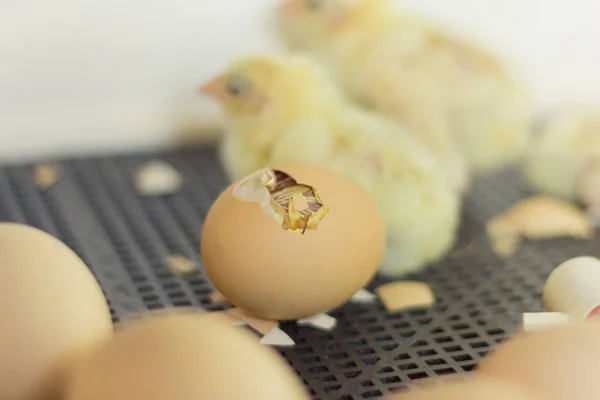 Huevos Pollo Incubadora Huevo Con Agujero Donde Puede Ver Una — Foto de Stock