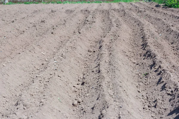 Hileras Aradas Huerta Plantación Patatas Verduras —  Fotos de Stock