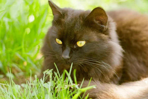 美丽的蓬松的黑猫坐在草地上在阳光下 — 图库照片
