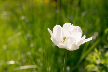 güzel kabarık Beyaz Lale güneşin altında bahçede