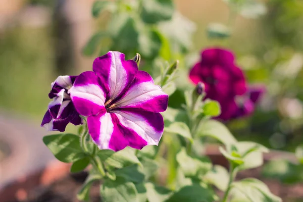 Красивый Белый Фиолетовый Petunia Время Цветения — стоковое фото