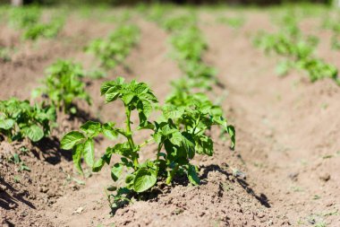 bahçede genç yeşil patates satırları