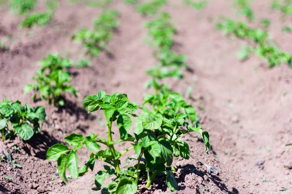 Filas Papas Verdes Jóvenes Jardín —  Fotos de Stock