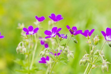 güzel mor çiçekler ve arılar ile yeşil yaz çayır