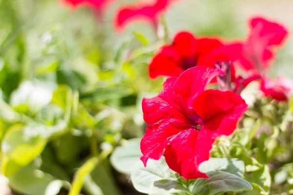 Красивые цветы, цветущие красные петунии в саду — стоковое фото