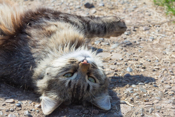 beautiful gray cat lying on the ground, all in the trash,eyes closed with pleasure