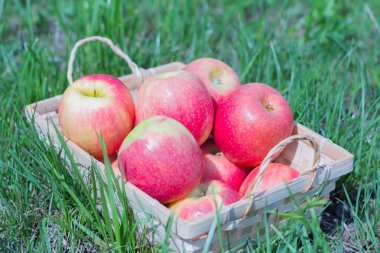 çim bir sepet içinde kırmızı sulu elma, taze hasat