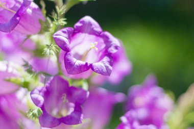 bahçede yeşil arka plan üzerinde güzel büyük mor çan