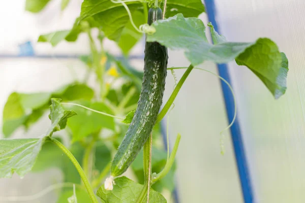Üvegházhatást okozó, természetes biotermékekből termesztett friss uborka — Stock Fotó