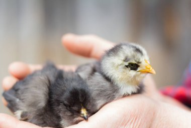 yaşlı bir kadının elinde oturan iki küçük siyah tavuk