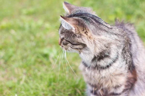 庭の草の上に座って美しいふわふわ灰色の猫 — ストック写真