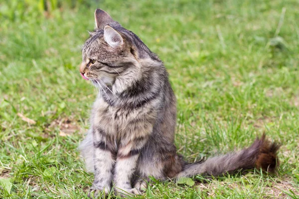 庭の草の上に座って美しいふわふわ灰色の猫 — ストック写真