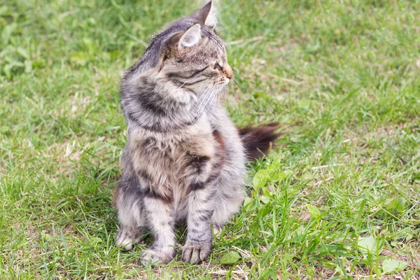 庭の草の上に座って美しいふわふわ灰色の猫 — ストック写真