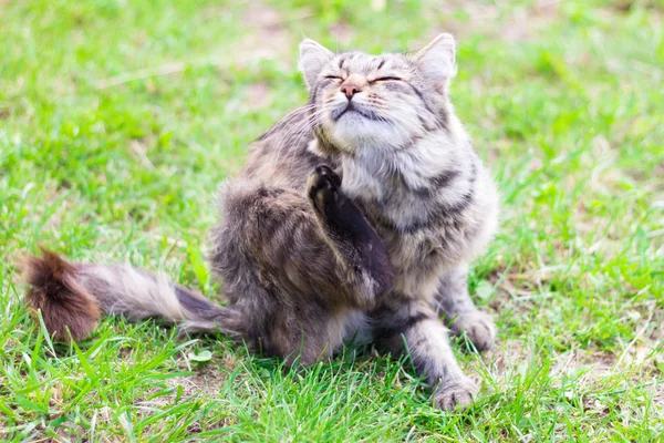 Schöne graue Katze, die auf dem Boden sitzt und sein Gesicht kratzt, selektiver Fokus — Stockfoto