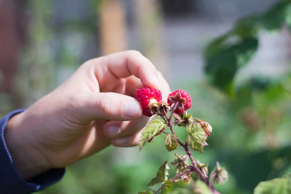 Anak remaja mengoleksi raspberry di taman — Stok Foto