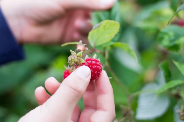 Anak remaja mengoleksi raspberry di taman — Stok Foto