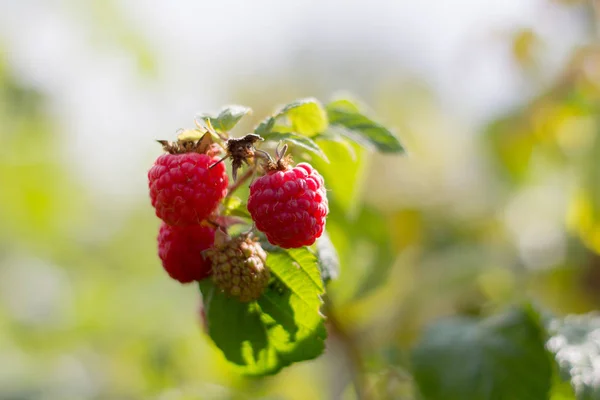 Cabang dengan raspberry matang di taman — Stok Foto