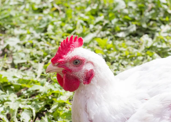 Pollo de engorde casero blanco de cerca sentado en la hierba —  Fotos de Stock