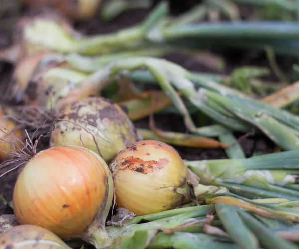 Bawang muda di tanah, baru saja dipanen, panen segar — Stok Foto