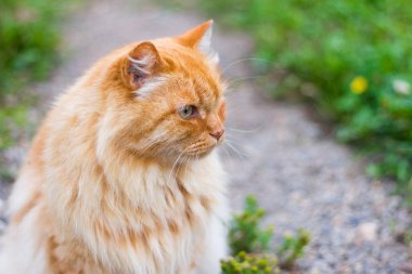 güzel kabarık kırmızı kedi bahçede yolda oturan ve uzak, yakın çekim bakıyor