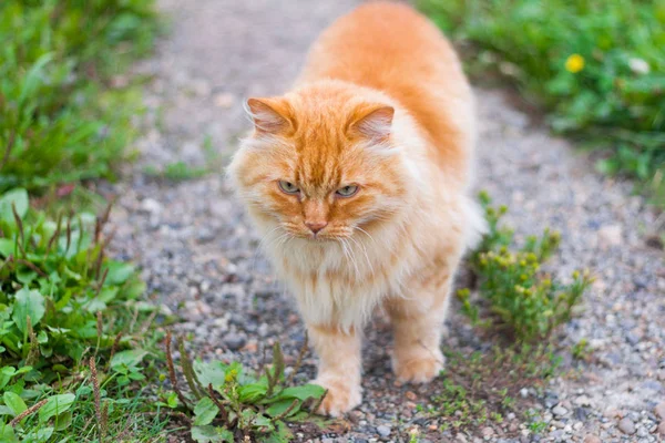 庭を歩く美しい赤いふわふわ猫 — ストック写真