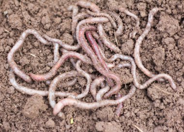 Dendrobena gübredeki kırmızı solucanların Macro çekimi. Balık tutmak için canlı solucan yemi.