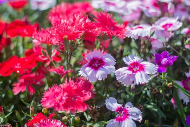 çiçek yatağında Dianthus'un pembe ve kırmızı çiçekleri açan,