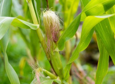 koçan üzerinde genç ortaya çıkan mısır, mısır tarlasında