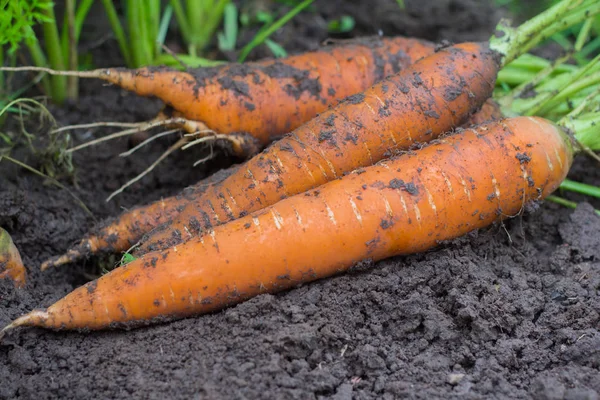 Un ramo de zanahorias frescas con hierbas en el jardín. Grandes zanahorias jugosas sin lavar en el campo, cosechando — Foto de Stock