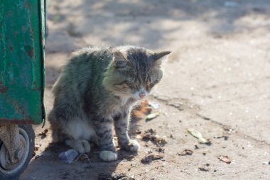 evsiz kedi sokakta yaşıyor, çöp arasında çöp yanında yerde oturuyor
