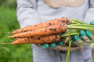 Havuç hasadı. Üstleri havuç bir demet tutan genç bir adamın elleri.