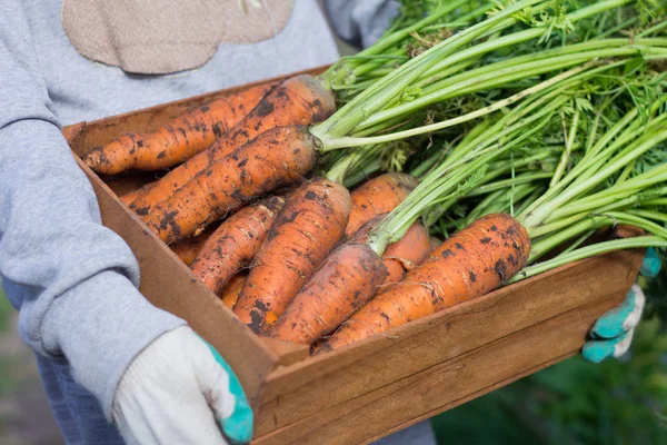 La cosecha de zanahorias. Las manos de un joven sosteniendo una caja de madera con zanahorias y tapas. — Foto de Stock