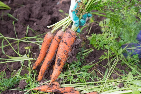 La cosecha de zanahorias. Las manos de un joven sosteniendo un ramo de zanahorias con tapas . — Foto de Stock