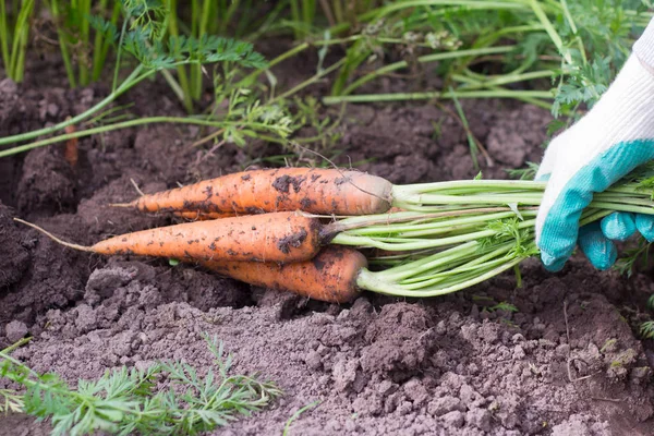 La cosecha de zanahorias. Las manos de un joven sosteniendo un ramo de zanahorias con tapas . — Foto de Stock